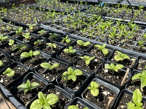 Mother's Day Plant Sale & Pop-up Shop