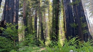 Grieving with the Redwood Forest