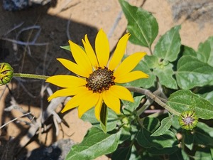 Wildflower Hike at Piedras Marcadas Canyon for National Park Week