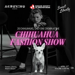 Chihuahua Fashion Show at Sweet Liberty