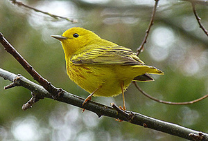 Birding Izaak Walton League