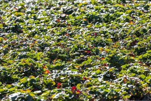 Season Opener Celebration & Free Strawberry Shortcake at Felton Farmers Market