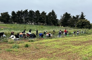 Berry U-Pick at the UCSC Farm