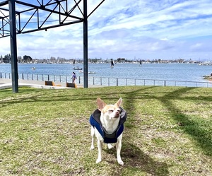 Brooklyn Basin Small Dog Meetup | Celebrating National Pet Parents Day