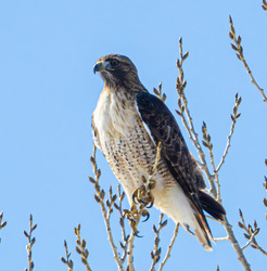 All Levels Bird Walk