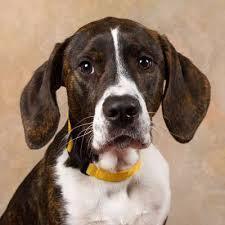 25th Annual Paws in the Park!