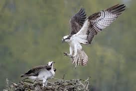 Comeback Story for the Ages - the Osprey in New Jersey