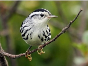 Come Bird @ Mountains-to-Sea Trail
