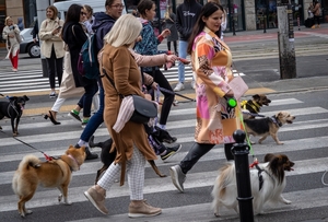 Market Street Pack Walk Dog Event