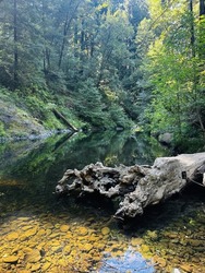 Redwood Resiliency and Me at Samuel P. Taylor SP