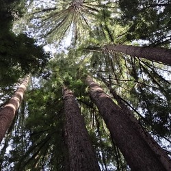 Kickoff California State Parks Week at Samuel P. Taylor SP