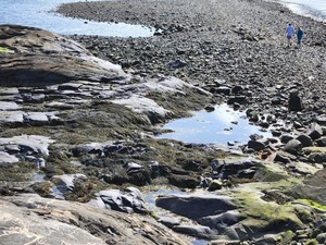 The Habitats of Salem Sound: A Workshop with Carly McIver