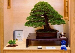 Midwest Bonsai Society 19th Annual May Bonsai Exhibit