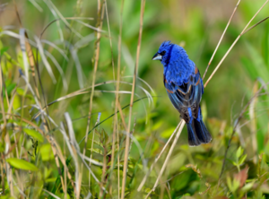 Waterfront Wonders: Birds