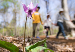 Wildflower Scavenger Hunt Hike