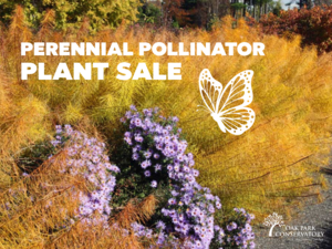 Perennial Pollinator Plant Sale