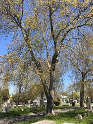 Free Tree Walk at Island Cemetery