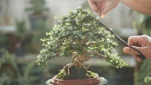 Learn the art of bonsai at the J House Greenwich’s Bonsai Bar Experience