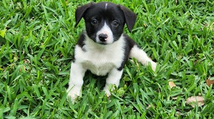 H-E-B's SoCo Social: Bubbles, Brunch and Barks