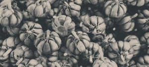 Sunday Supper at L'Ostrica (May 4): Greek