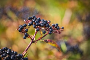 Small Berry, Elderberry, and Blueberry 101
