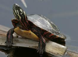 Turtles of New Jersey