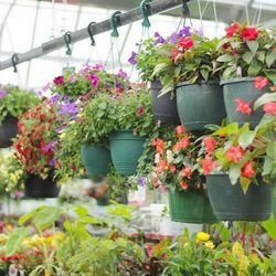 Create a Pollinator Paradise with Calloway's Nursery