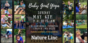 Baby Goat Yoga