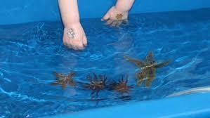 Monday Family Fundays: Traveling Touch Tank