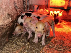 FARM ANIMAL FROLIC  - May 17, 18, 24 & 25 Quiet Valley Living Historical Farm