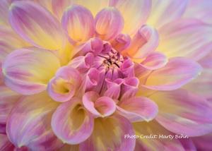 Nature Photography Exhibit Mother's Day Weekend at The Morton Arboretum