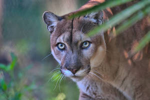 ACE - Florida Panther: History, Habitat, and Recovery