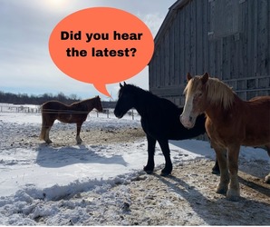 Spring Plant & Outdoor Sale