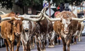 Mendocino Farms Longhorn Grand-Opening Parade