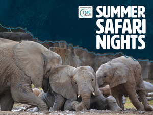 Summer Safari Nights: Kick Off to Summer