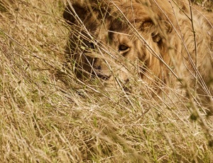 Profs & Pints San Francisco: Understanding Anxiety