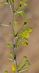 Signs of the Season Phenology Walk