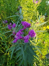 Sesquicentennial Bioblitz - 150 Year Accounting of Riverside's Flora and Fauna