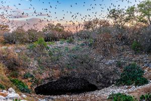 Bat Flight & Cave Tour