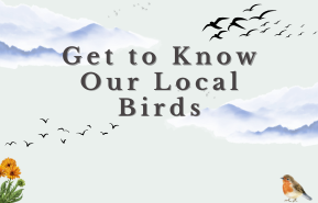 Get to Know Our Local Birds