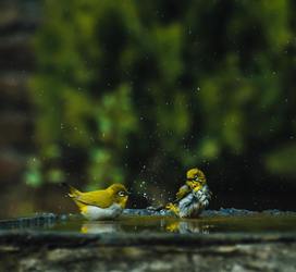 Creating a Bird Sanctuary