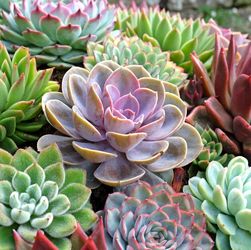 PLANTS PLANTS PLANTS and More