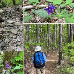 Paddy Mountain Trail Hike with Sierra Club Blue Ridge Group