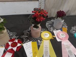 African Violet Show and Sale