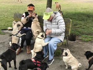 Mill Valley Pug and Frenchie Sunday