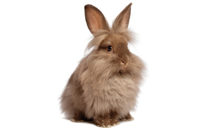 Rabbit Rearing at the Library