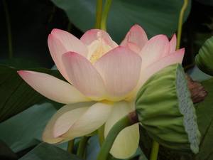 Meditation - In-person (1st & 3rd Mon eve); Virtual (2nd, 4th, 5th Mon eve & every Thurs morn).