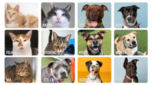 Emergency Adoption Event