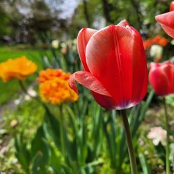 The Mayor’s Garden: History of the Ten Broeck Mansion Gardens & Workers