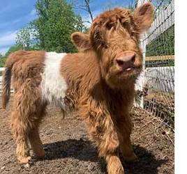 Shearing Day at Star Gazing Farm in Boyds